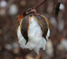 SAMEN BAUMWOLL-PFLANZE