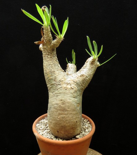 Pachypodium inopinatum caudex - pachypodium,