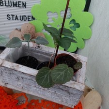 Saxifraga stolonifera & Kaffeebaum & Kalanchoe mit Wurzelansatz   3tlg SET