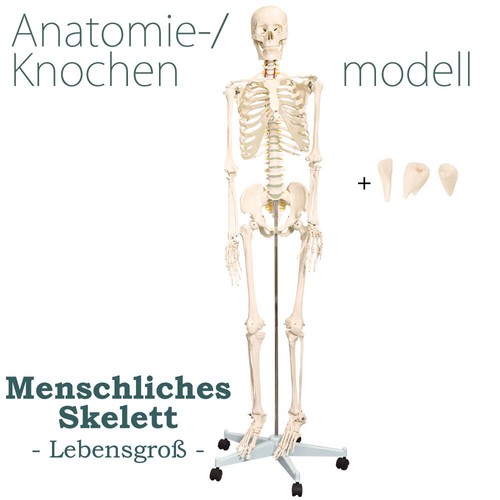 Lebensgroßes menschliches - lebensgroßes,