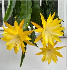 Epiphyllum „Kiwi Honey