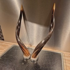 Natürliches Horn Echthorn auf Füssen Geweih Hörner gedreht ca. 45cm lang.     