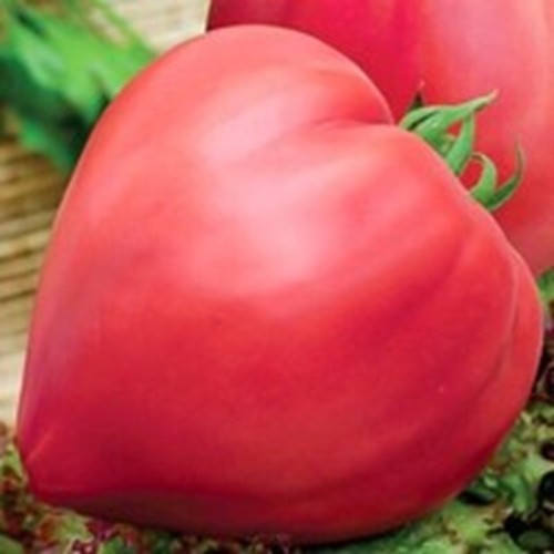 Tomatensamen - , samen)