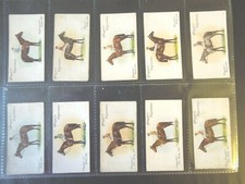 1933 Rennpferd Derby Grand