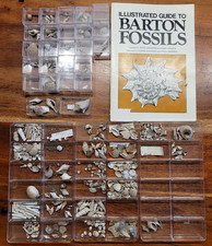Sammlung eozän barton - eozän,