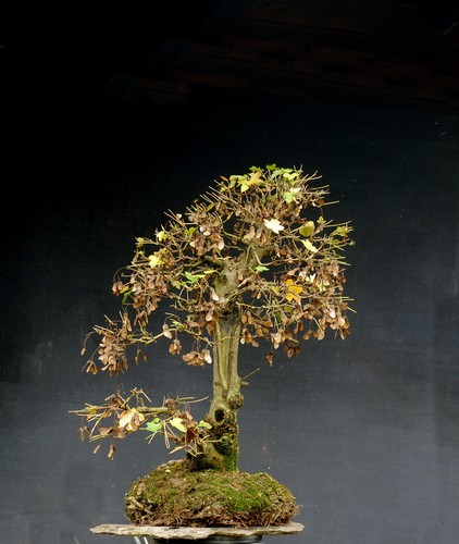 Bonsai outdoor winterhart