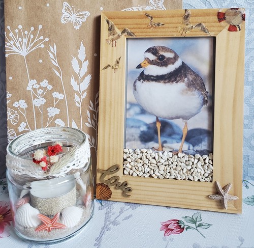 Bild maritim möwe - bild,