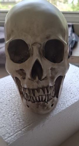 Kurtzy anatomisches - kurtzy,