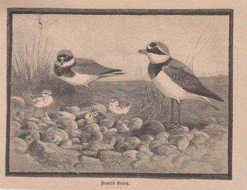 Orig holzstich familie - orig., holzstich: