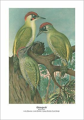 Grünspecht picus viridis - grÜnspecht,