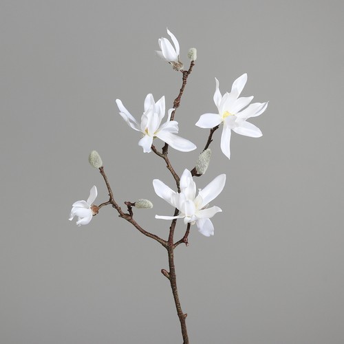 Dpi kunstblume magnolienzweig - dpi,
