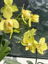 Leicht duftende orchideen - duftende,