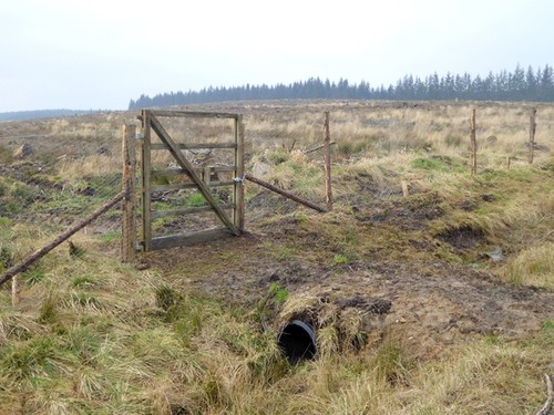 Foto 6x4 tor jungplantage - foto,