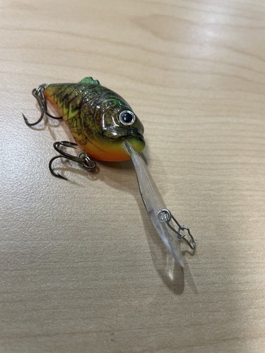Salmo boxer rattling - salmo,