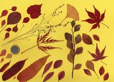 Herbarium getrocknete