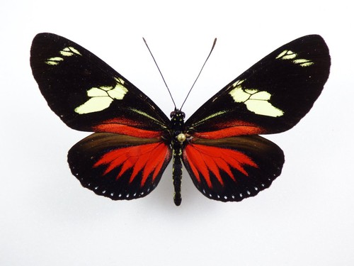 Heliconius doris transiens
