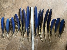 15 mittellange Papageienfedern