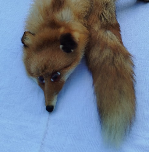 Vintage fuchs hals - fuchs, stola