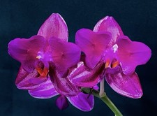 Phal mituo king es - mituo,