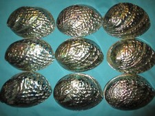 Perlmutt-Muschel Seeopal Abalone paua-Haliotis iris, 132mm-134mm lang