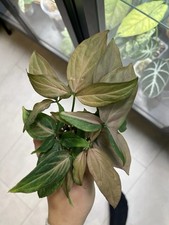 Syngonium Pink Splash Bewurzelte Stecklinge