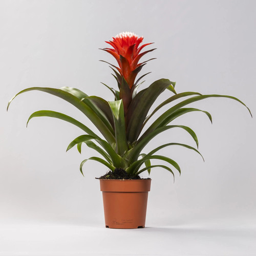 Guzmania hope bromelie - –, –