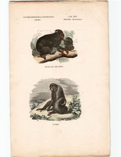 Antike Handkolorierte Lithographie Grafik 19 Jh. , Affen, Primaten, Tiere