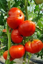 Tomatensamen 12; USA Sorte "Brutus Magnum", aus 2024