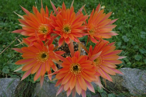 Echinopsis,Tricocereus