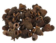 NaDeco Banksia Zapfen &