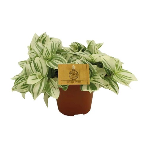 Tradescantia - , (dreimasterblume)