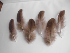20  Pfauenfedern, braune  Flaumfedern 5 - 8  cm, Basteln, Floristik