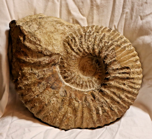 Ammonit fossilie schnecke - ammonit,