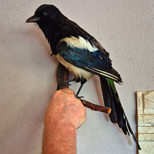 Elster vogelpräparat - elster,