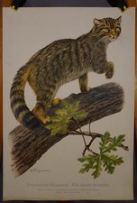 Landhausstil Plakat Poster Wandbild Wildtiere Wandkarte Europäische Wildkatze