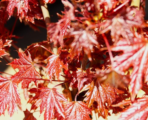 Blut ahorn crimson - ahorn,