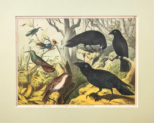Kolibri krähen raben - kolibri,