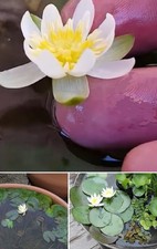 weiße Zwergseerose Teichpflanzen  WASSERREINIGEND u BLÜHEND  !