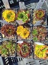 Sempervivum jovibarba - 9x, sempervivum-jovibarba
