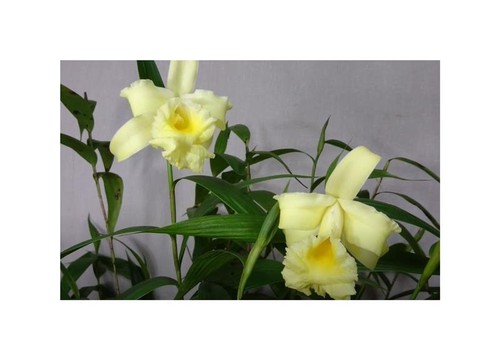 100x sobralia xantholeuca - sobralia,