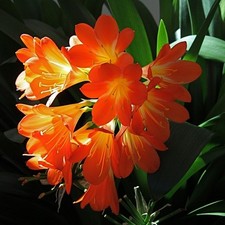 Große Buschlilie  Clivia Miniata