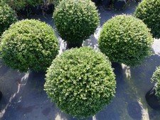 PREMIUM Ilex crenata Stokes Kugel rund Ø 50 - 60 cm Buchsbaum Ersatz winterhart