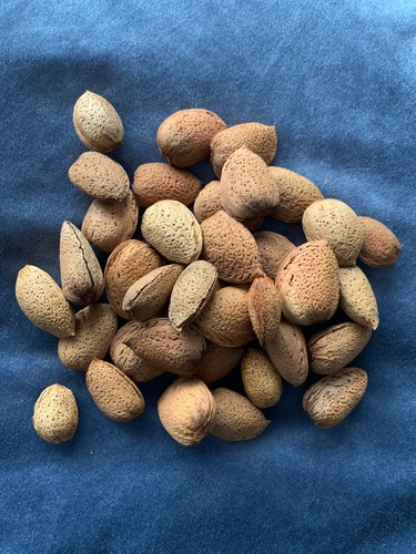 Spanische finca bio mandeln - bio,