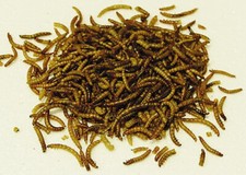 1Liter Soldatenfliegenlarven