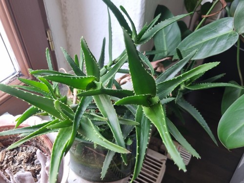Pflanzen aloe striatula - 5,