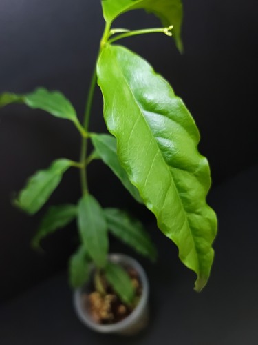 Hoya papaschonii - hoya,