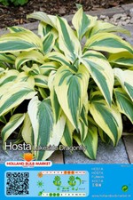 @//(◕‿◕)\@ Hosta -