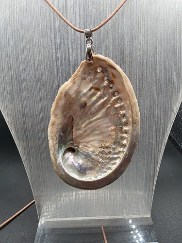 Paua muschel anhänger - paua, muschel,