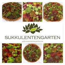 20x Sempervivum Rosetten