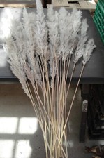 Pampasgras Deko 25 Wedel ca.95Cm natur Cortaderia